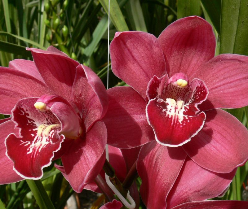 Cymbidium Yowie Progress x (Blazing Fury x Tathra)