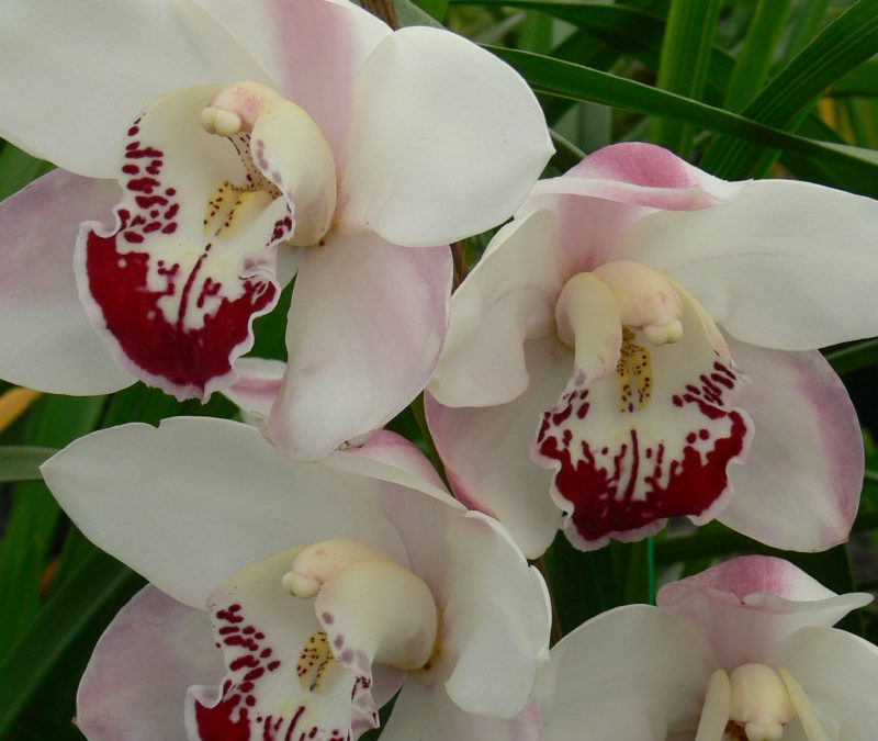 Cymbidium Zenera ‘Elizabeth’