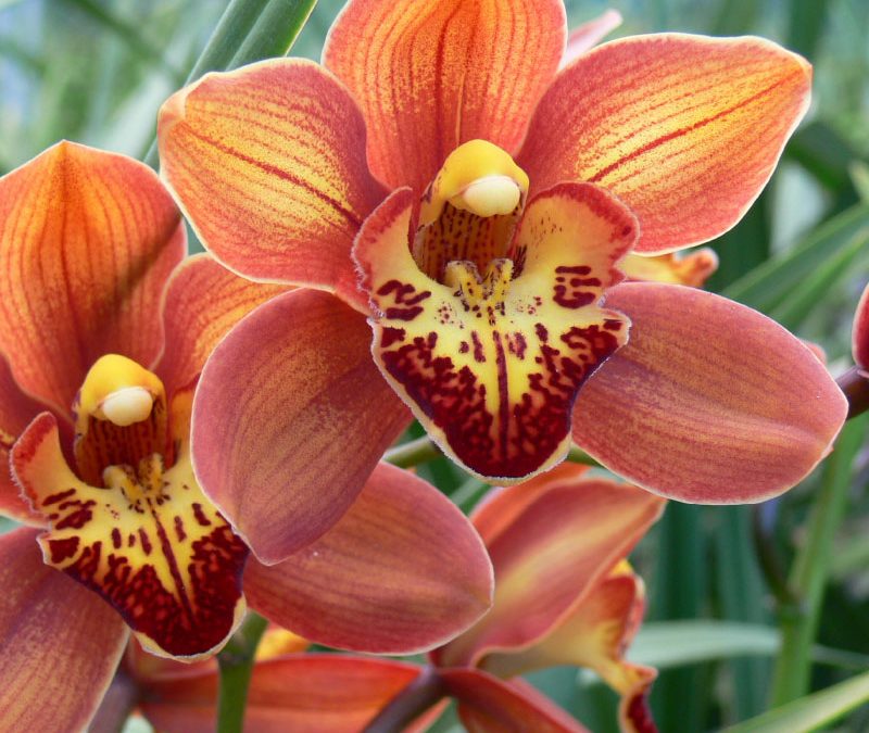 Cymbidium Madame Papillon