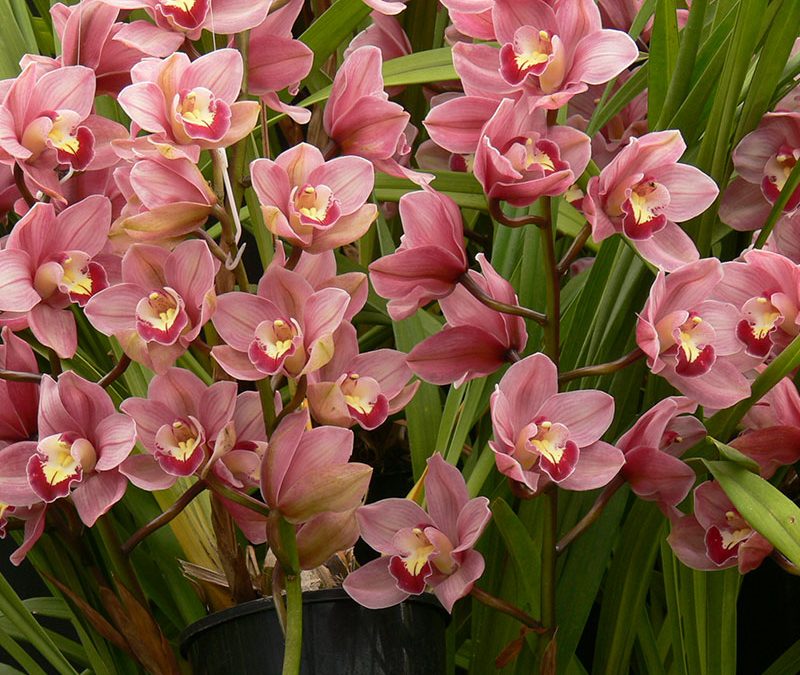 Cymbidium Lancashire Khan ‘Debonaire’