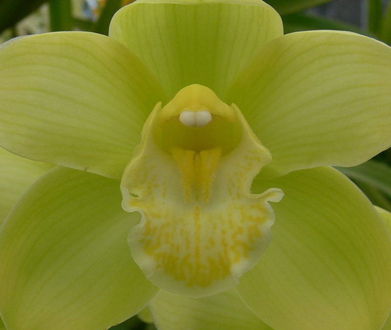 Cymbidium Baltic Glacier ‘Mint Ice’