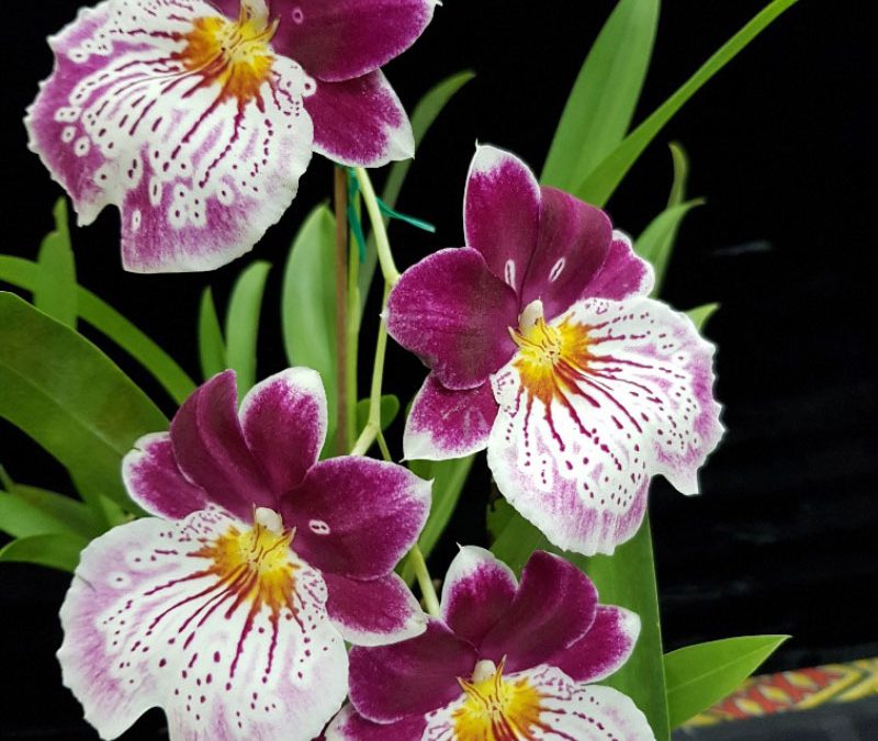 Miltoniopsis ‘Breathless’