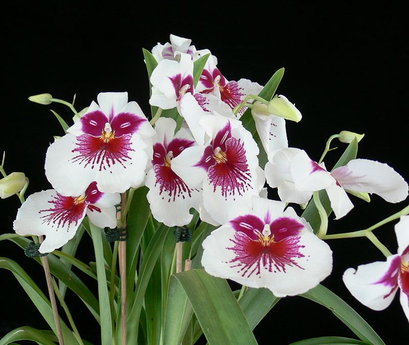 Miltoniopsis Pink Momma