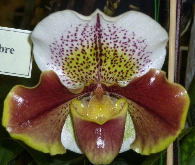 Paphiopedilum