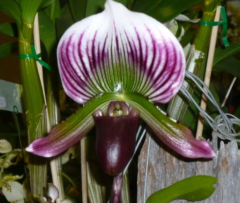 Paphiopedilum