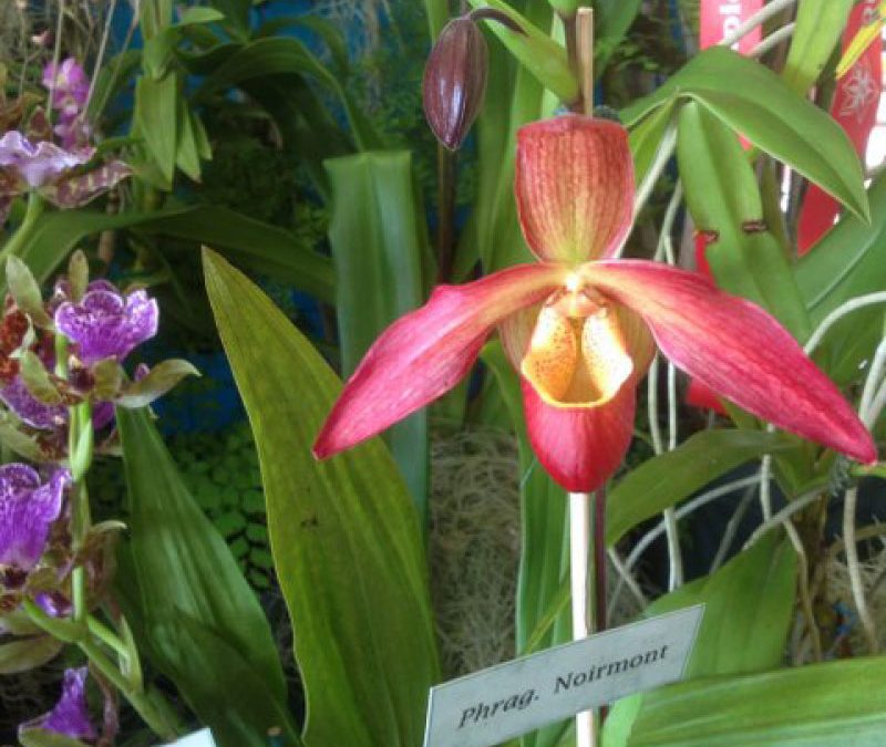 Phragmipedium Noirmont