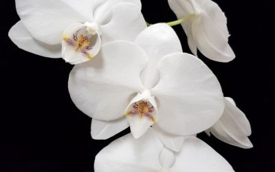 Phalaenopsis Orchid