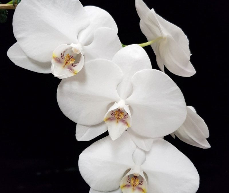 Phalaenopsis Sogo Yukidian