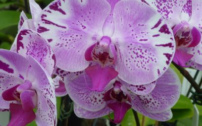 Phalaenopsis Orchid