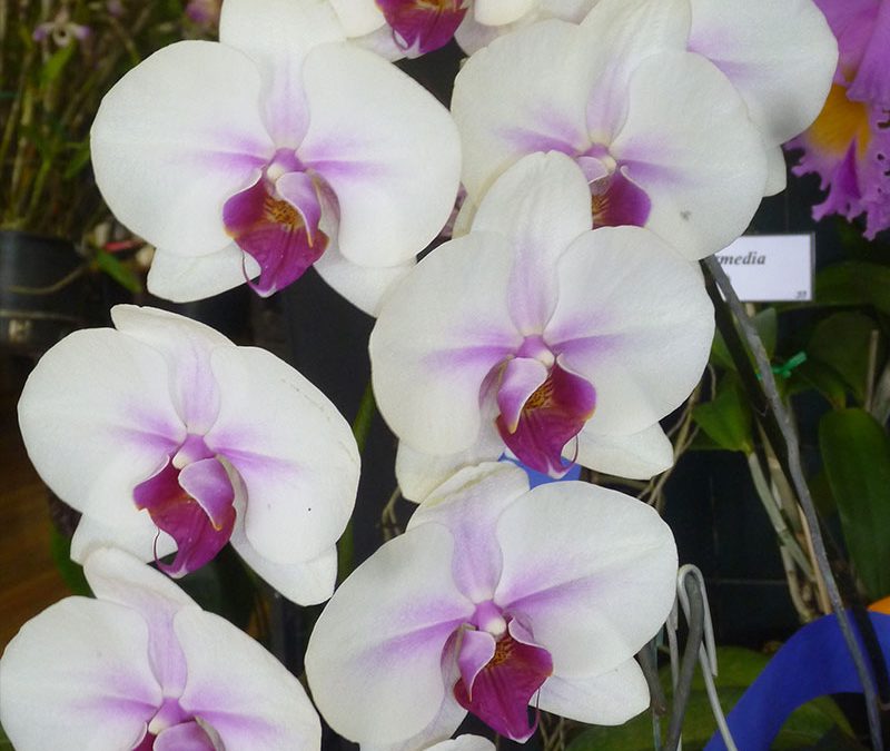 Phalaenopsis