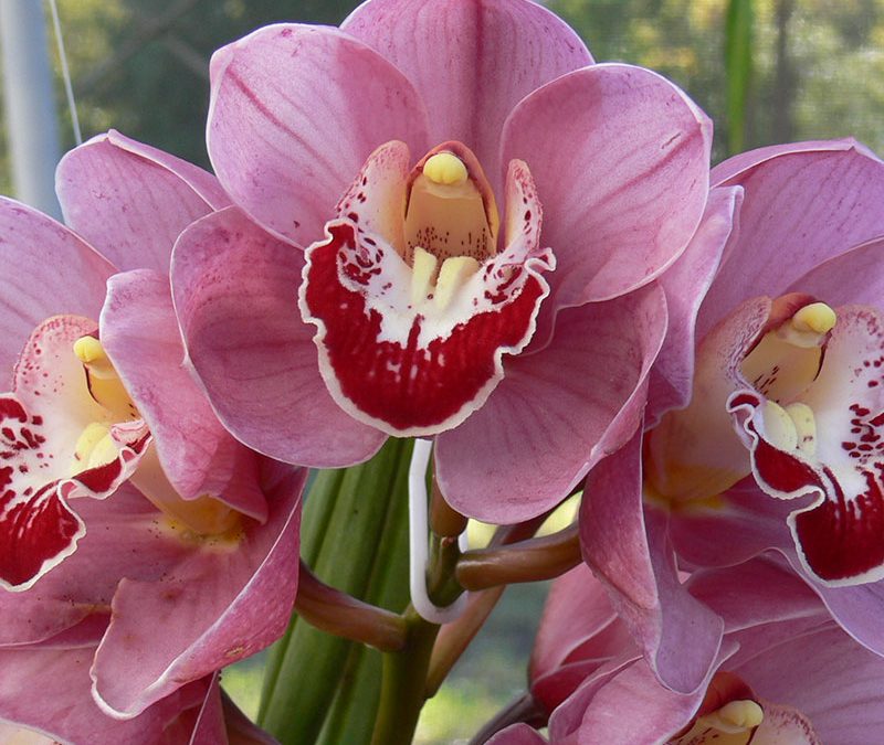 Cymbidium Khan Flame ‘Racquel’