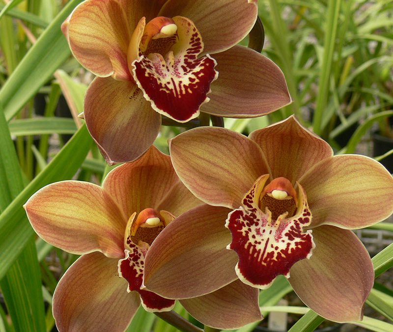 Cymbidium Khan Flame ‘Dynasty”