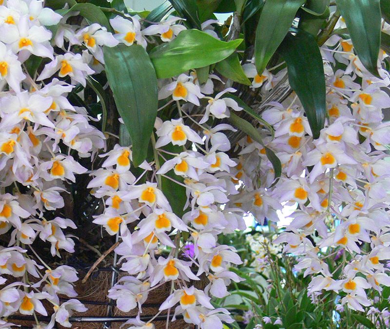 Dendrobium farmerii