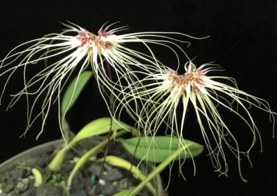 Bulbophyllum Thai Spider