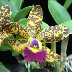 C. Jungle Eyes 'Frizzo'